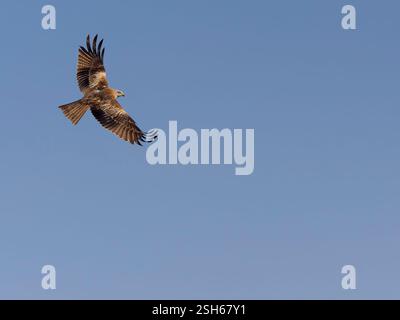 Cerf-volant rouge, Milvus milvus, oiseau seul en vol, Espagne, février 2025 Banque D'Images