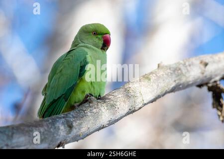 Perroquet Kramer, Psittacula krameri, perché sur une branche d'arbre, Santpedor, Catalogne, Espagne Banque D'Images