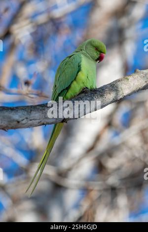 Perroquet Kramer, Psittacula krameri, perché sur une branche d'arbre, Santpedor, Catalogne, Espagne Banque D'Images