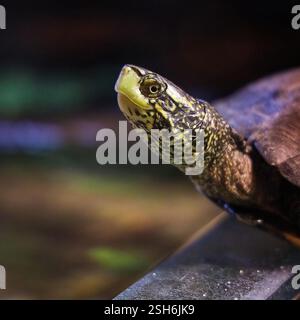Tortue tournée vers l'avant : vue frontale d'une tortue avec une coquille texturée et des traits faciaux détaillés, émergeant de l'obscurité vers la lumière. Banque D'Images