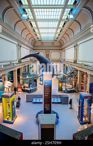 WASHINGTON DC — le Sant Ocean Hall du Musée national d'histoire naturelle du Smithsonian explore les écosystèmes marins et les sciences océaniques. Cette salle d'exposition de 23 000 pieds carrés présente un modèle de 50 pieds de long d'une baleine noire de l'Atlantique Nord suspendue au plafond. La salle abrite des spécimens marins, des expositions interactives et des expositions sur la vie marine et la conservation. Banque D'Images