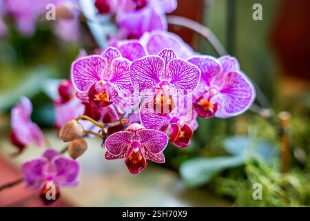 WASHINGTON DC — Un hybride Phalaenopsis, communément appelé orchidée de papillons de nuit, est exposé au Musée national d'histoire naturelle du Smithsonian. Ce spécimen représente l'une des nombreuses variétés cultivées de la famille des Orchidaceae. L'hybride démontre la diversité de ce genre ornemental populaire. Banque D'Images