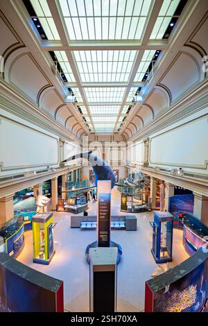 WASHINGTON DC — le Sant Ocean Hall du Musée national d'histoire naturelle du Smithsonian explore les écosystèmes marins et les sciences océaniques. Cette salle d'exposition de 23 000 pieds carrés présente un modèle de 50 pieds de long d'une baleine noire de l'Atlantique Nord suspendue au plafond. La salle abrite des spécimens marins, des expositions interactives et des expositions sur la vie marine et la conservation. Banque D'Images
