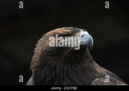 Grand oiseau est de l'aigle impérial (Aquila heliaca) et l'arbre. Des animaux de la faune. Banque D'Images