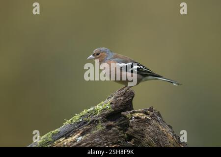 Chaffinch eurasien (Fringilla coelebs) oiseau mâle adulte sur une souche d'arbre dans un bois, Angleterre, Royaume-Uni, Europe Banque D'Images