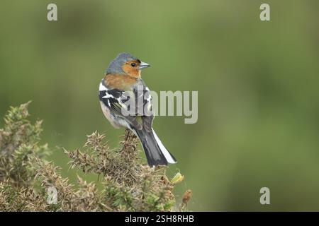 Chaffinch eurasien (Fringilla coelebs) oiseau mâle adulte sur un buisson Gorse, Angleterre, Royaume-Uni, Europe Banque D'Images