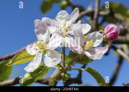 Fleur d'un pommier (malus) en blanc et rose, Saxe, Allemagne, Europe Banque D'Images