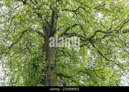 Couronne de châtaignier blanc (Aesculus hippocastanum) en fleurs, Saxe, Allemagne, Europe Banque D'Images