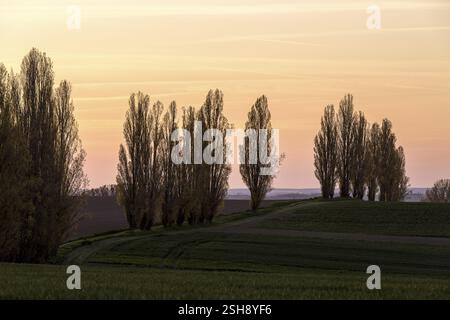 Une avenue de peupliers (populus) caractérisant le paysage à la lumière du soir, Lommatzscher Pflege près de Staucha, Saxe, Allemagne, Europe Banque D'Images