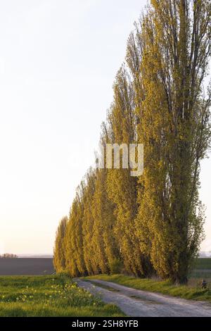 Une avenue de peupliers (populus) caractérisant le paysage à la lumière du soir, Lommatzscher Pflege près de Staucha, Saxe, Allemagne, Europe Banque D'Images