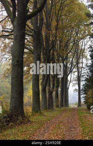 Avenue de chêne avec brume matinale en automne, Gmuend, Waldviertel, basse-Autriche, Autriche, Europe Banque D'Images