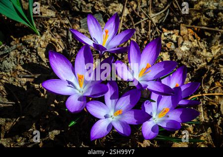 Vue rapprochée au-dessus d'un groupe de fleurs de Crocus violettes absorbant le soleil du matin contre les feuilles brunes. Banque D'Images