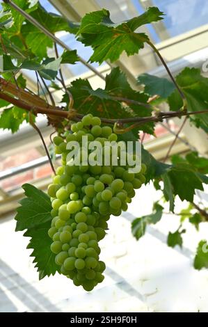 Fruits de raisin vert sur vitis vinifera muscat Cannonball UK Glasshouse septembre Banque D'Images