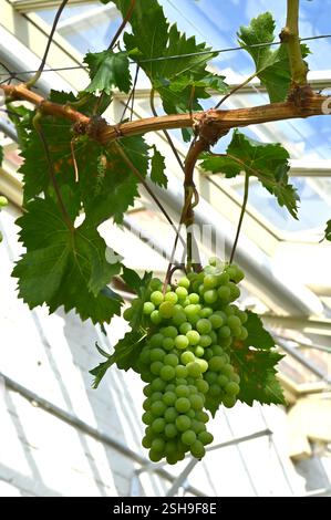 Fruits de raisin vert sur vitis vinifera muscat Cannonball UK Glasshouse septembre Banque D'Images
