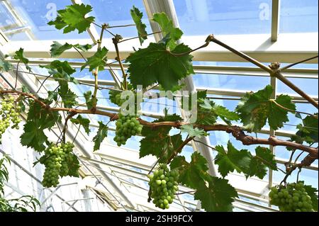 Fruits de raisin vert sur vitis vinifera muscat Cannonball UK Glasshouse septembre Banque D'Images