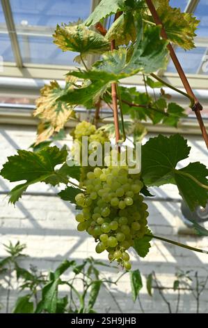 Fruits de raisin gren sur vitis vitis Lilla UK Glasshouse septembre Banque D'Images
