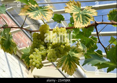Fruits de raisin gren sur vitis vitis Lilla UK Glasshouse septembre Banque D'Images