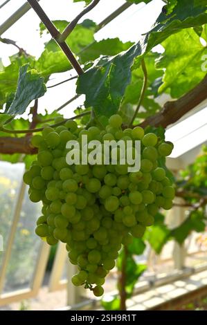 Fruits de raisin vert sur vigne Vitis vinifera 'Lady Hutt' UK Glasshouse septembre Banque D'Images