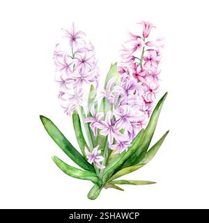 Illustration d'aquarelle botanique de fleurs de printemps jacinthes roses. Illustration aquarelle sur fond blanc. Les jacinthes dessinées à la main conviennent aux dessins de printemps et de Pâques dans des couleurs pastel délicates. Banque D'Images
