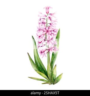 Illustration d'aquarelle botanique de fleur de printemps rose Jacinthe. Illustration aquarelle sur fond blanc. Les jacinthes dessinées à la main conviennent aux dessins de printemps et de Pâques dans des couleurs pastel délicates. Banque D'Images