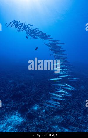 Heller's barracuda or kawelea, Sphyraena helleri, Honokohau, North Kona Coast, Hawaii ( The Big Island ), USA ( Central Pacific Ocean ) Banque D'Images