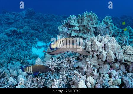 Une coalition de chasse composée d'une moraie à bouche blanche, Gymnothorax meleagris, et de deux mérous de paon, Cephalopholis argus, se lance dans la chasse, Kona Banque D'Images