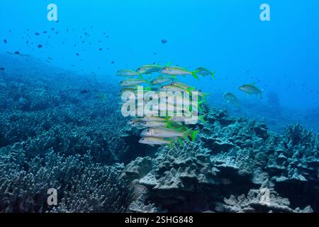 École de chèvre à nageoires jaunes ou weke 'ula, Mulloidichthys vanicolensis, Honokohau, North Kona, Hawaii Island ( la Grande île ), Hawaii, USA, Pacifique Banque D'Images