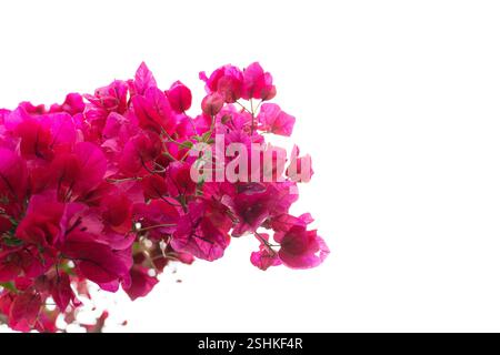 Un superbe groupe de fleurs Bougainvillea rose vif fleurissent, mettant en valeur leurs couleurs vives sur un fond blanc propre. Les délicats pétales et Banque D'Images