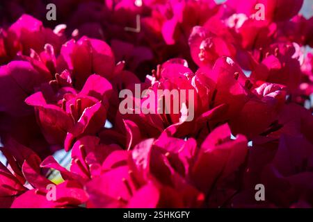 Un spectacle vibrant de fleurs de bougainvilliers en pleine floraison, mettant en valeur de riches pétales magenta qui contrastent magnifiquement avec les feuilles vertes luxuriantes. Ceci Banque D'Images