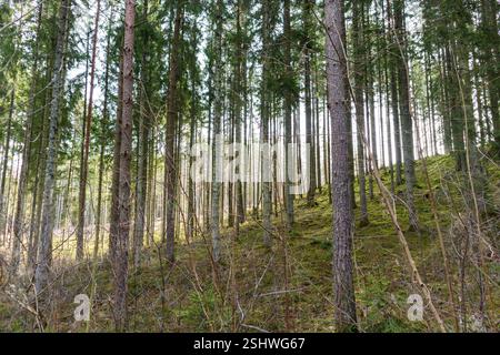 une forêt avec de nombreux arbres qui sont en partie morts et en partie verts, avec un ciel clair en arrière-plan. Banque D'Images