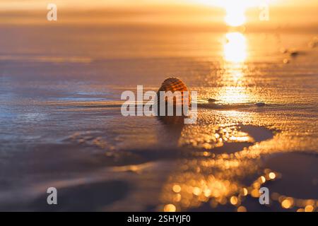 La lumière chaude se reflète sur une coquille solitaire, créant une scène de plage de rêve. Banque D'Images