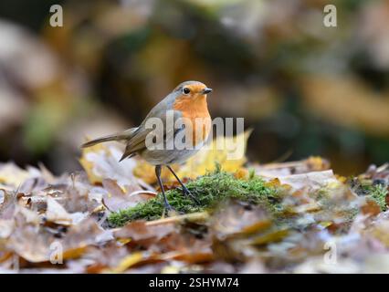robin Erithacus rubecula européen, perché dans les feuilles mortes, comté de Durham, Angleterre, Royaume-Uni, décembre. Banque D'Images