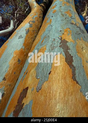 Eucalyptus dalrympleana Tree Cape Region Afrique du Sud Banque D'Images