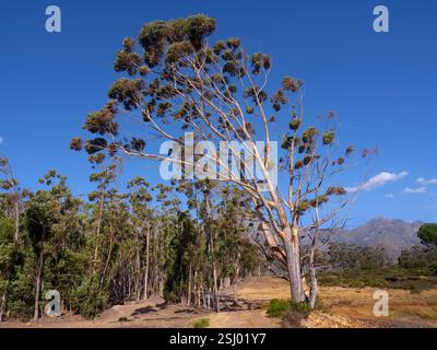 Eucalyptus dalrympleana Tree Cape Region Afrique du Sud Banque D'Images