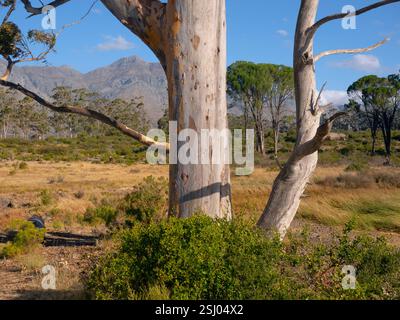 Eucalyptus dalrympleana Tree Cape Region Afrique du Sud Banque D'Images