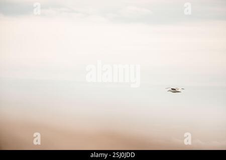 Côte de Corse Banque D'Images