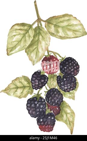 Illustration de branche de mûre botanique aquarelle, nourriture graphique, élément de flore dessiné à la main Banque D'Images