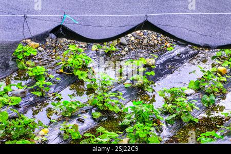 Plante de Wasabi vert dans le champ avec ombre protectrice le long du ruisseau de rivière au Japon Banque D'Images