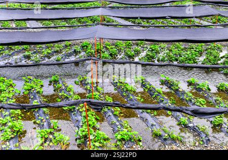 Plante de Wasabi vert dans le champ avec ombre protectrice le long du ruisseau de rivière au Japon Banque D'Images