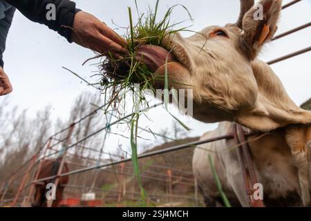 Gros plan d'une vache charolaise blanche étirant sa langue en mangeant du foin dans une grange. Banque D'Images