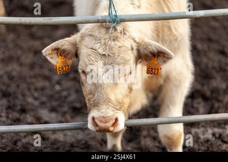Un beau veau charolais blanc portant une étiquette d'oreille tout en se tenant debout dans un champ de ferme ensoleillé. Banque D'Images