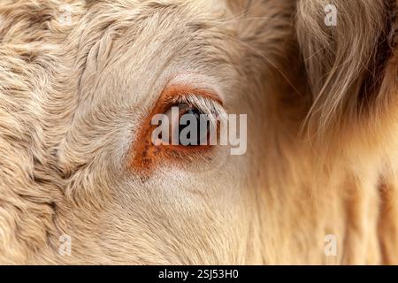 Beau gros plan de l’œil d’une vache charolaise blanche avec une douce lumière naturelle dans une grange. Banque D'Images