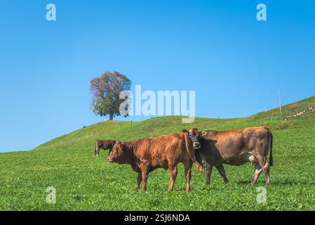 Vaches brunes pâturant sur une prairie dans un paysage vallonné, avec un grand arbre en arrière-plan, Ennetbuehl, Toggenburg, Canton de tous Gallen, Suisse Banque D'Images