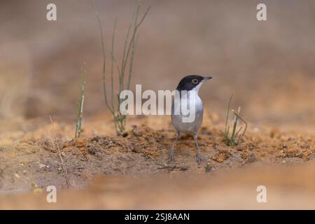 La Paruline sarde mâle, la Paruline à tête noire AKA (Curruca melanocephala syn Sylvia melanocephala), est une Paruline typique commune et répandue de la Banque D'Images