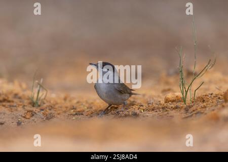La Paruline sarde mâle, la Paruline à tête noire AKA (Curruca melanocephala syn Sylvia melanocephala), est une Paruline typique commune et répandue de la Banque D'Images