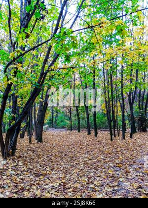 Les couleurs vives de l'automne remplissent la forêt tandis que les feuilles tapis le sol. De grands arbres au feuillage doré et orange créent un sentier serein. La capture de scène Banque D'Images