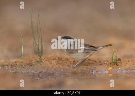 Femelle eurasienne Blackcap (Sylvia atricapilla) au sol, près de l'eau photographiée en Israël en octobre Banque D'Images
