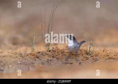 La Paruline sarde mâle, la Paruline à tête noire AKA (Curruca melanocephala syn Sylvia melanocephala), est une Paruline typique commune et répandue de la Banque D'Images
