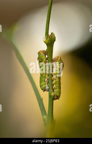 Chenilles du papillon Papilio demoleus à queue d'aronde. Le papillon est également connu sous le nom de papillon de citron vert, papillon de citron, queue d'aronde de citron vert et cheq Banque D'Images