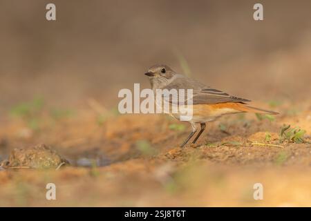 Mâles (Phoenicurus phoenicurus) perché sur une branche de pin. Cet oiseau est considéré comme un attrape-mouches du Vieux monde et se trouve throu Banque D'Images